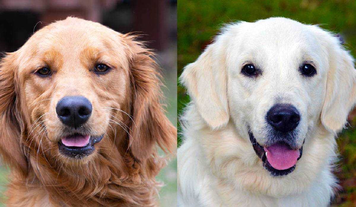 similarities-between-labrador-and-golden-retrievers