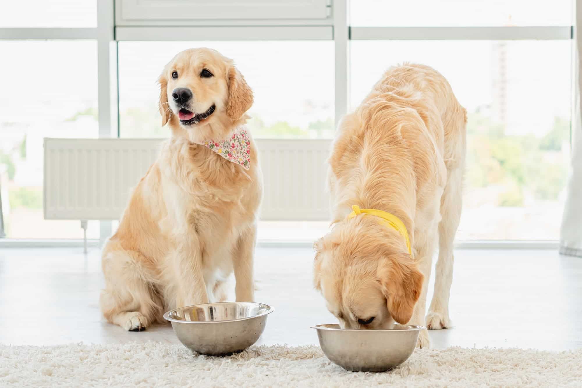 Essential Factors to Consider When Choosing a Dog Food Bowl