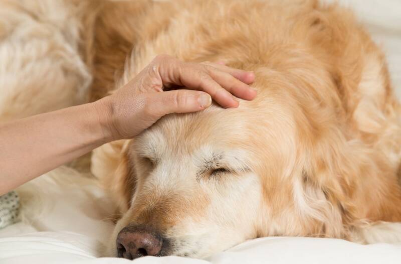 6-common-golden-retriever-skin-issues