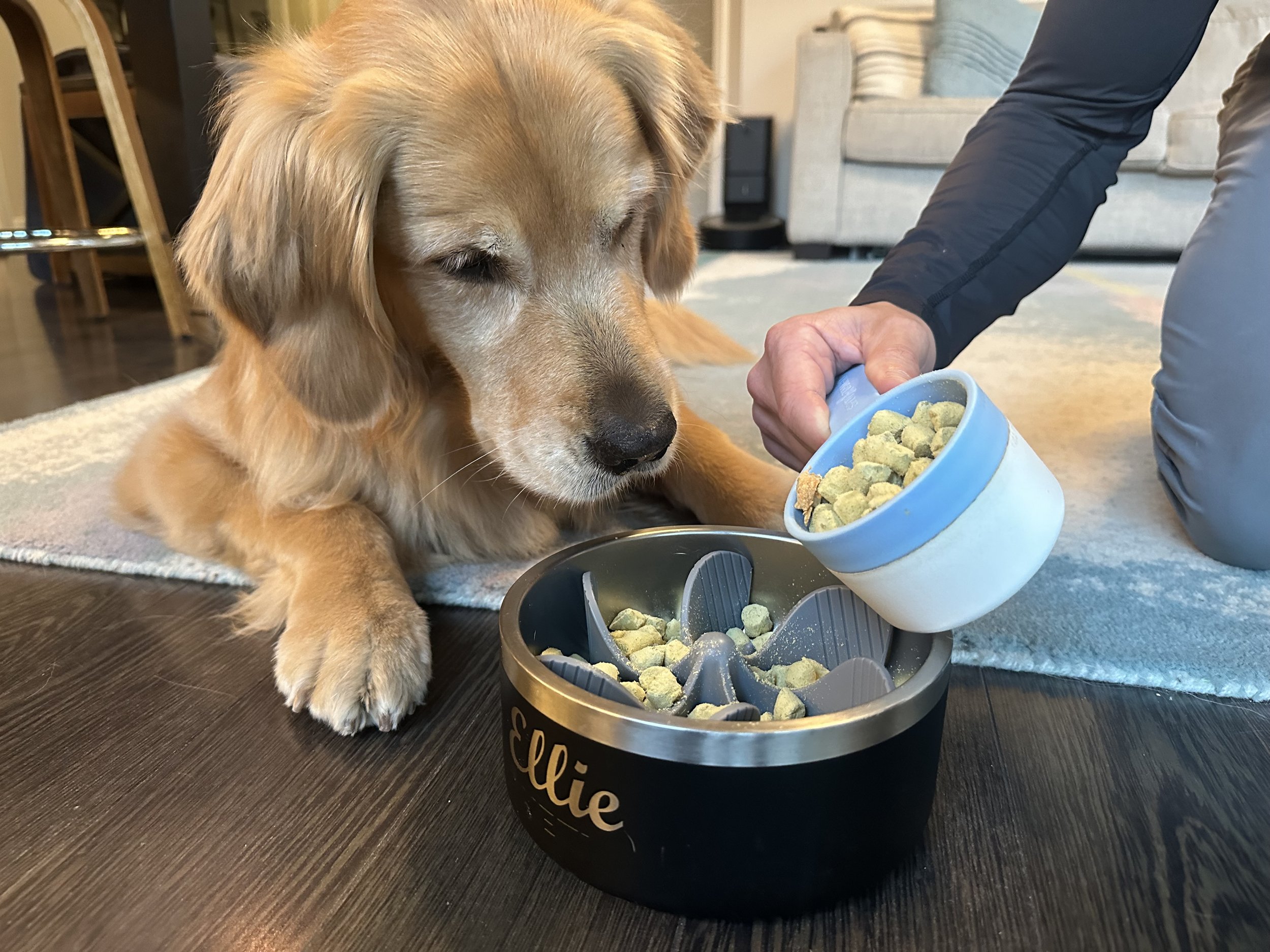 7 Best Dog Food Bowls for Golden Retrievers: Smart Shopping Guide