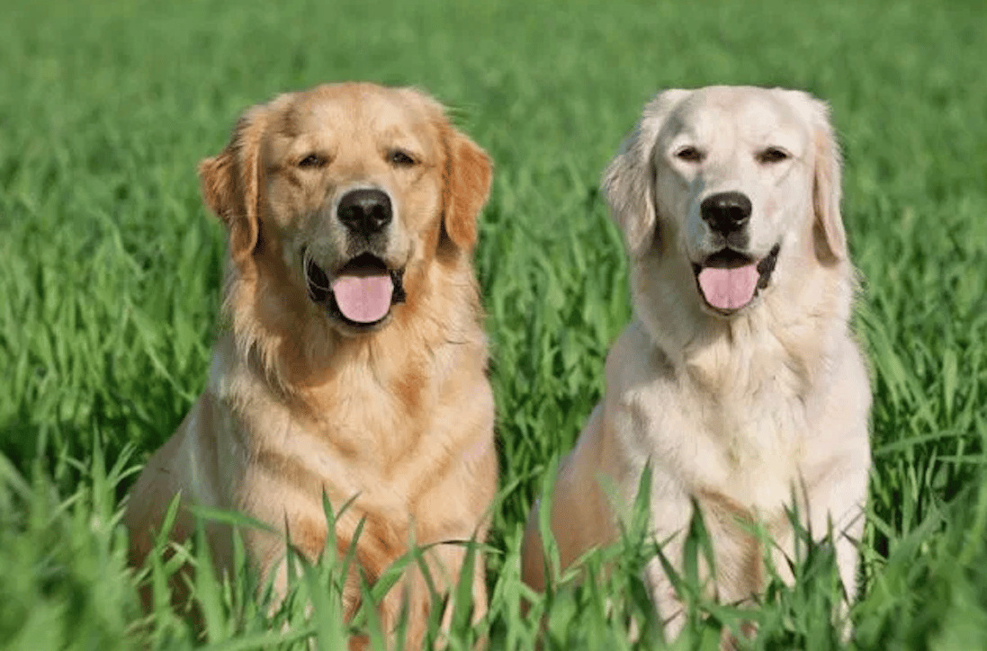 labrador-retriever-vs-golden-retriever-key-difference