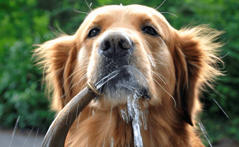 always-keep-your-dog-hydrated