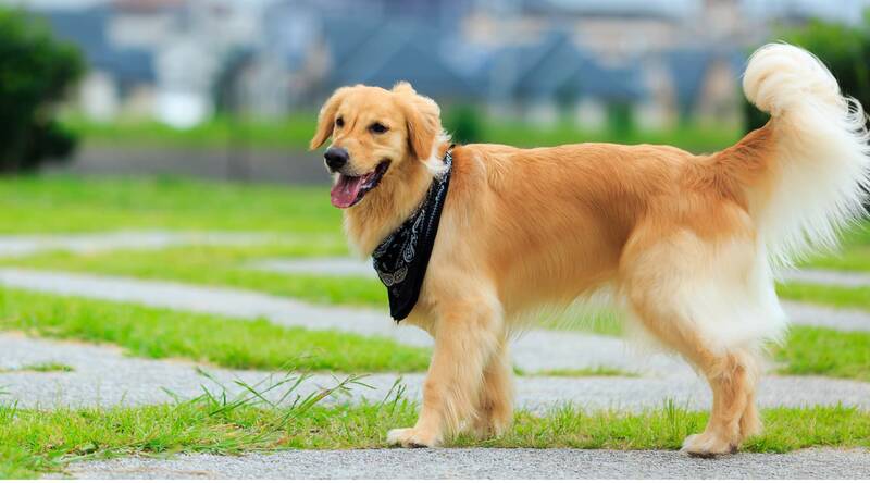 are-golden-retrievers-hypoallergenic