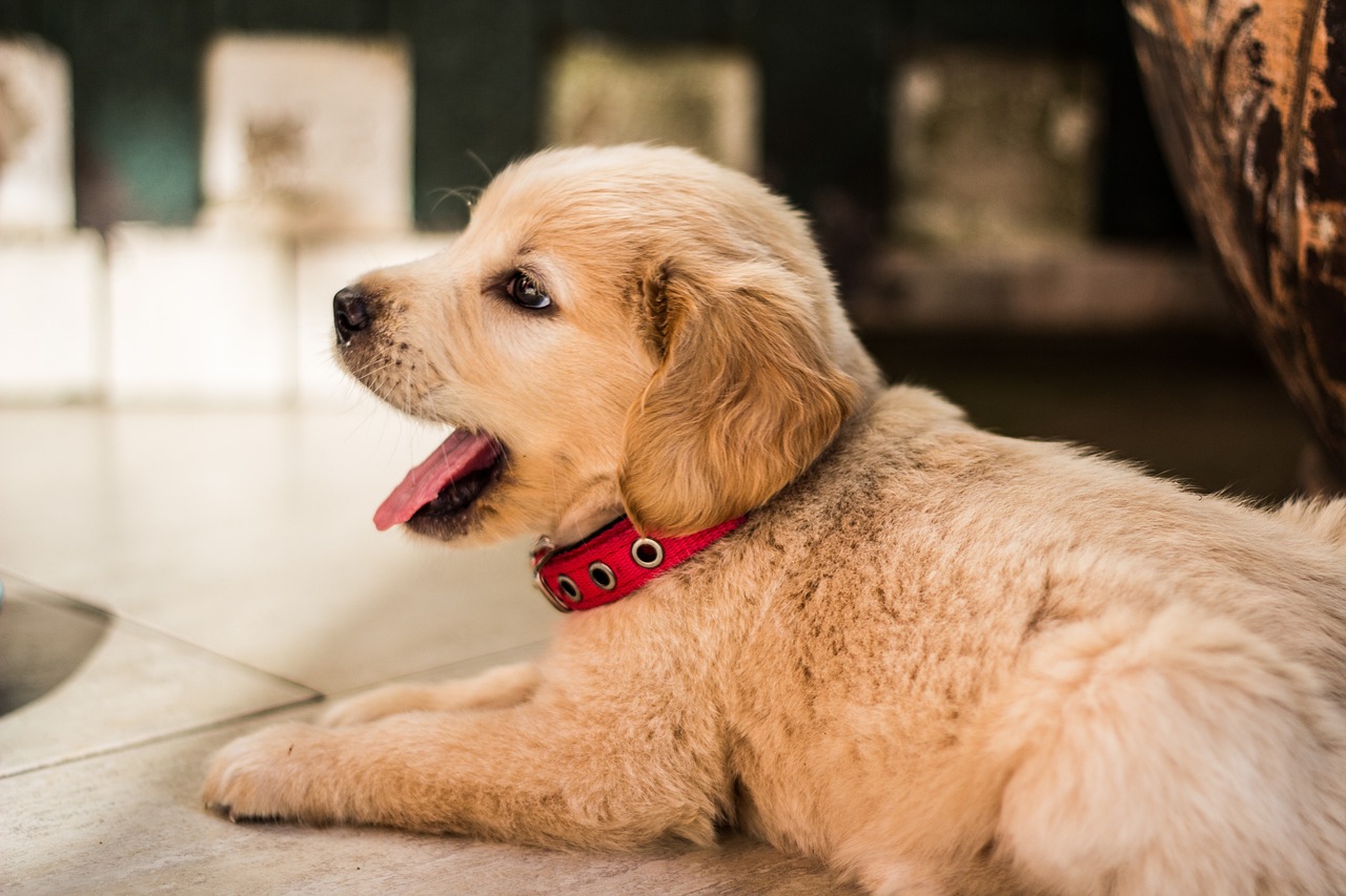 When to Switch Golden Retriever to Adult Food: Key Milestones