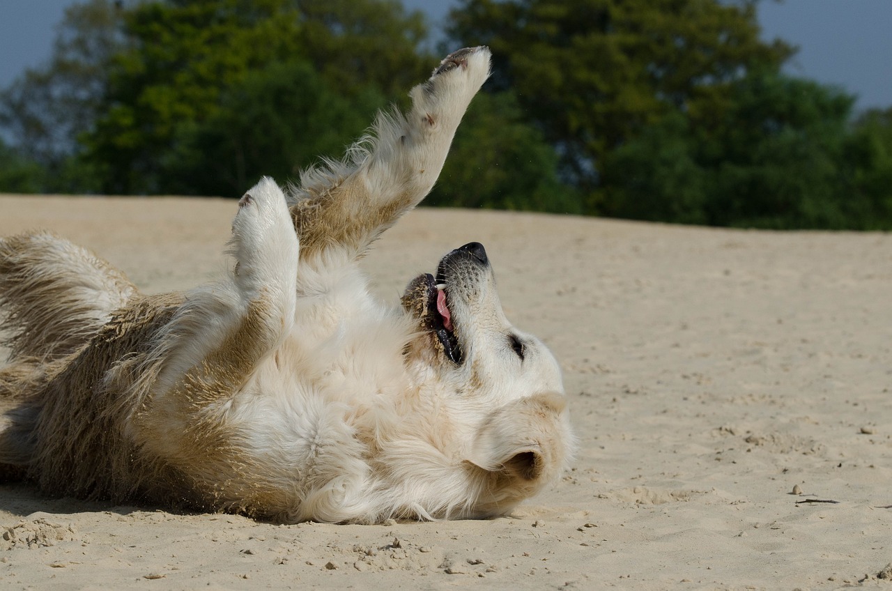 Training Golden Retriever