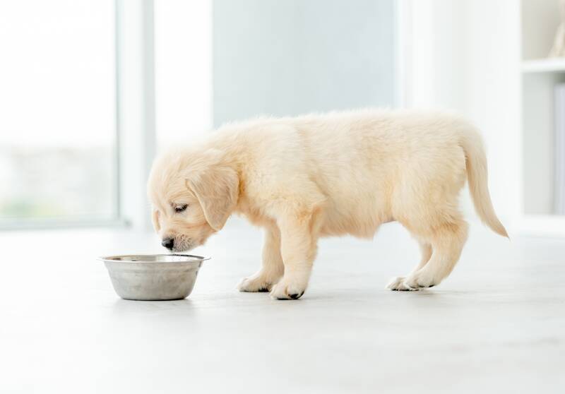 best-golden-retriever-puppy-foods