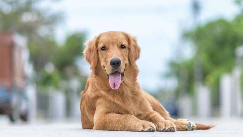 caring-for-golden-retrievers-during-the-growth-process