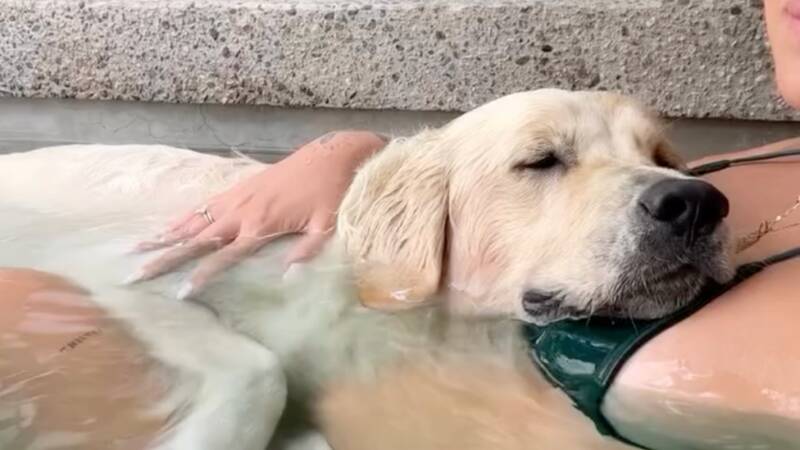 caring-for-your-pregnant-golden-retriever