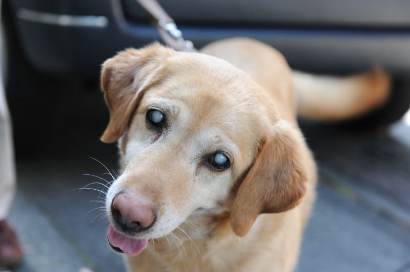 cataracts-in-golden-retrievers