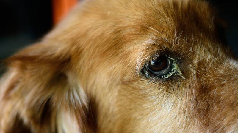 causes-of-golden-retriever-eye-diseases