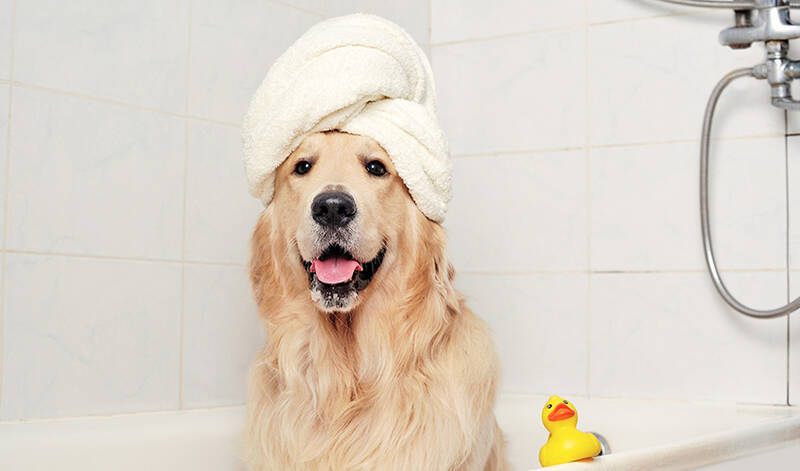 choosing-the-best-shampoo-for-golden-retrievers