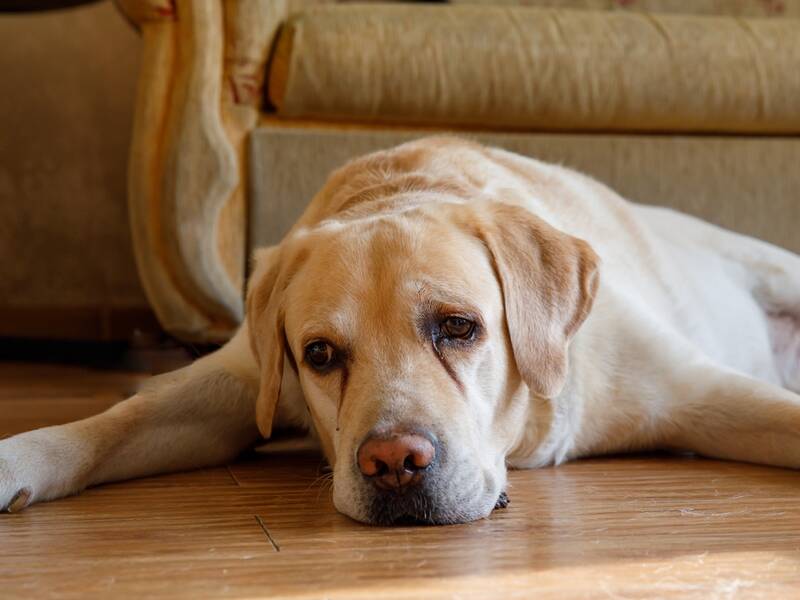 dacryocystitis-in-golden-retrievers