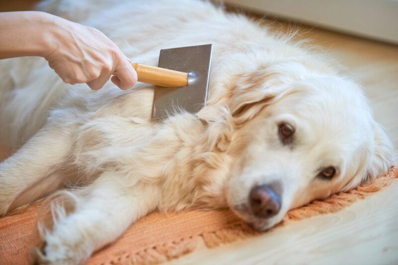 do-golden-retrievers-shed