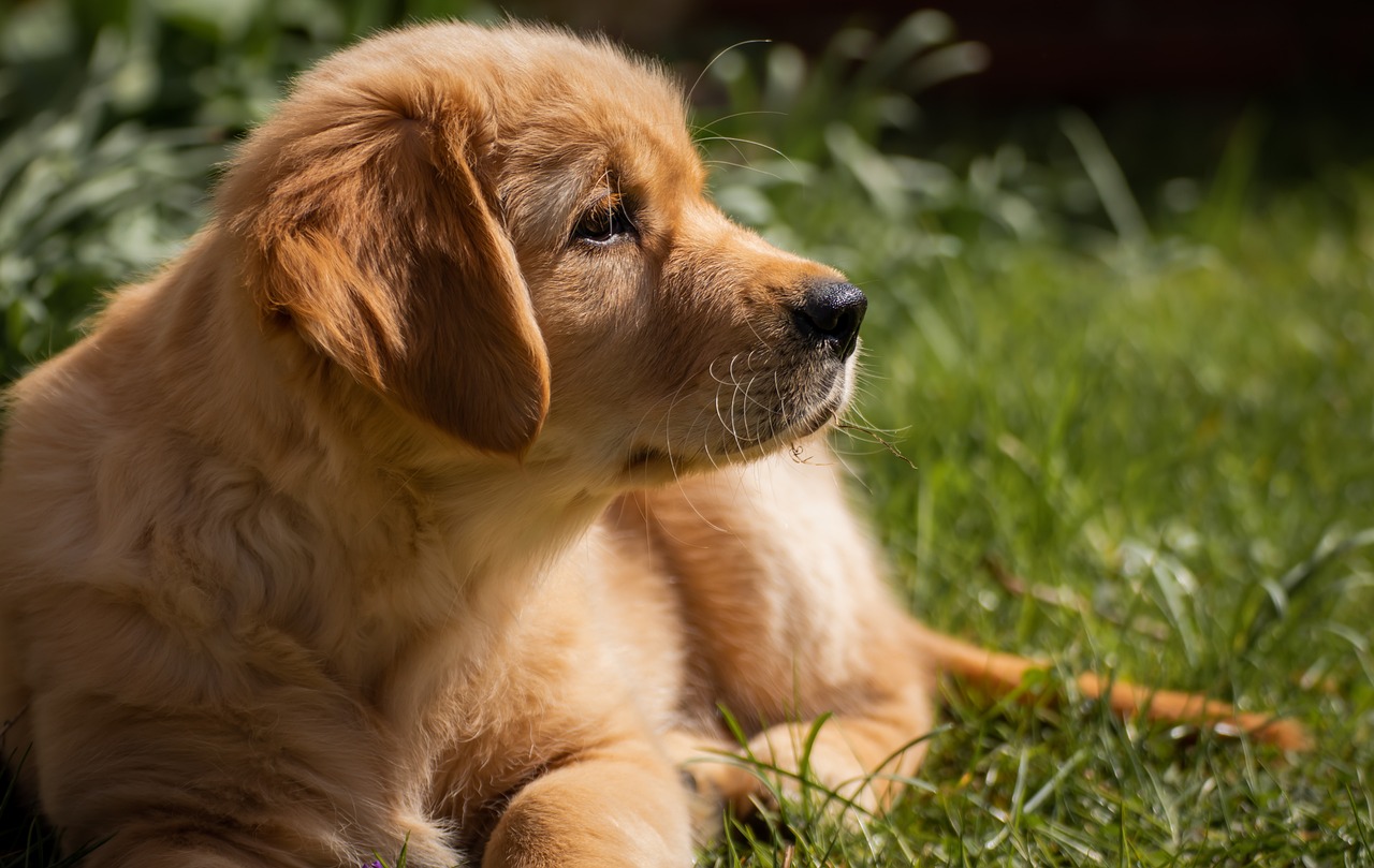 types-of-golden-retrievers