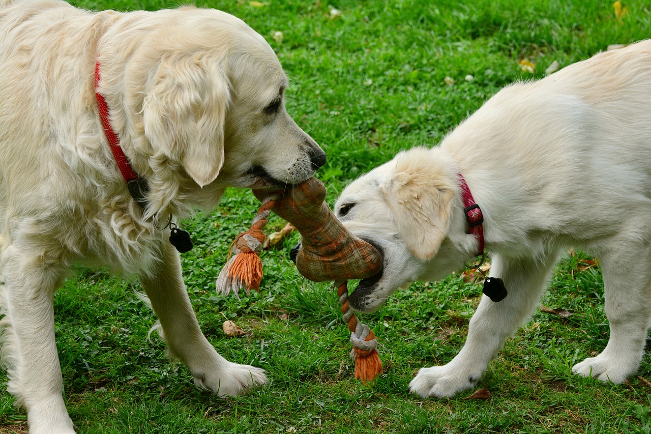 Best Toys for Golden Retrievers for Healthy, Happy Play