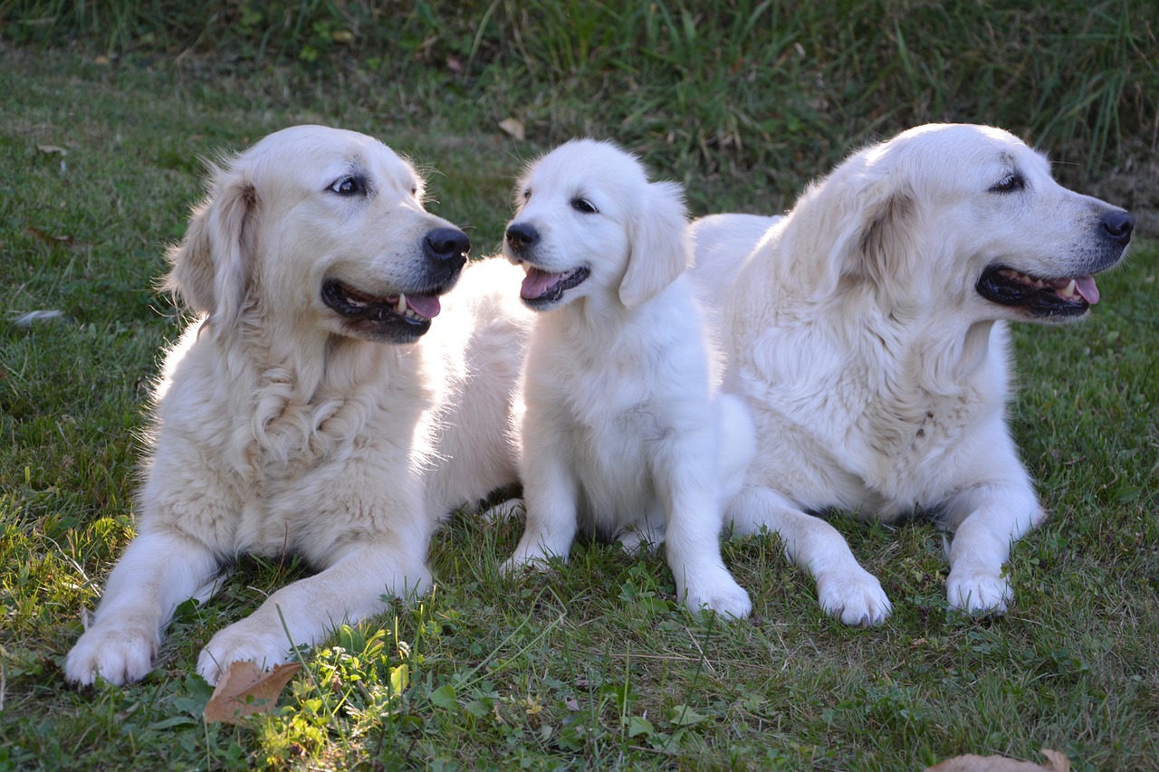 Understanding Your Golden Retriever's Growth Pattern