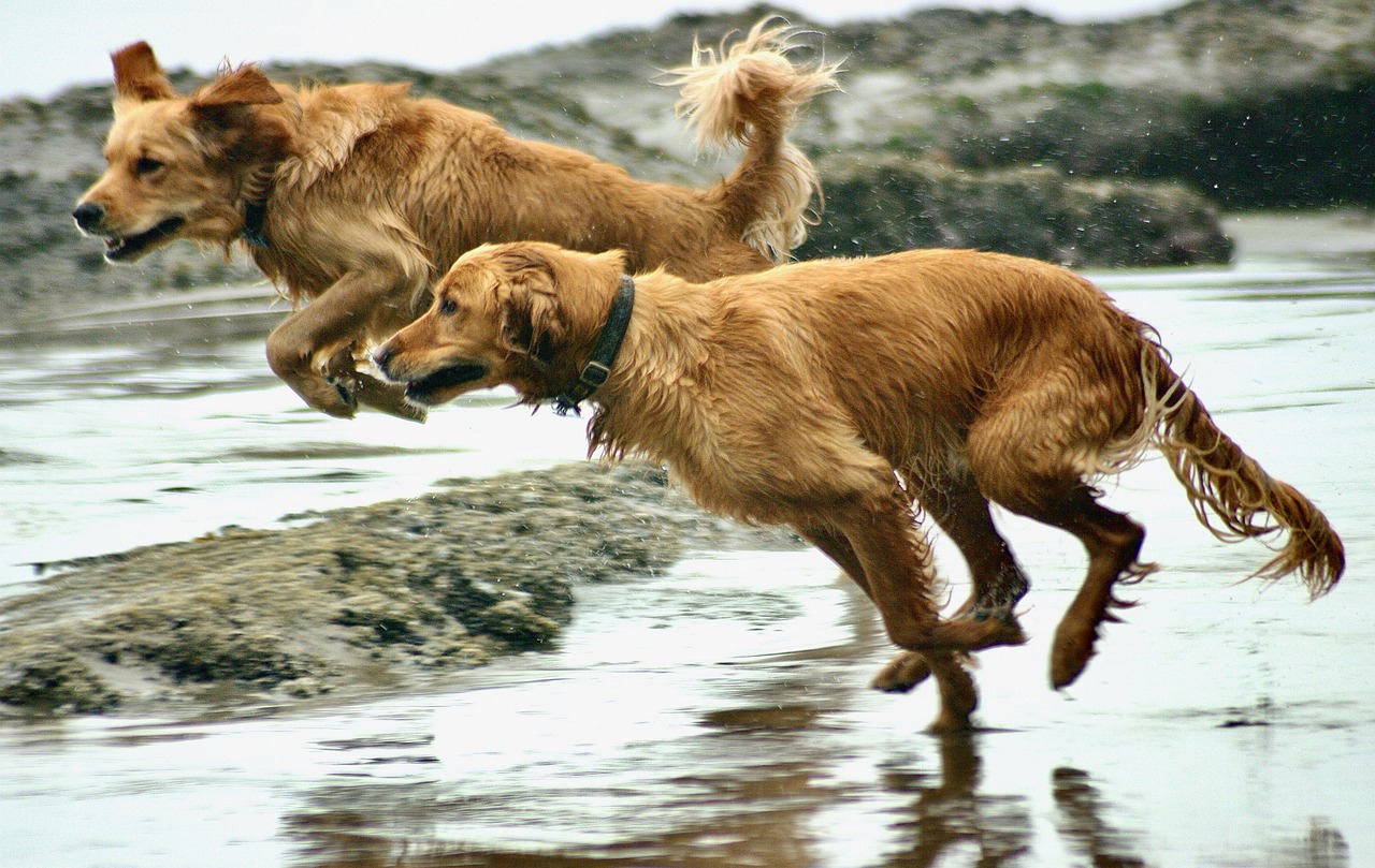 Are Golden Retrievers Good Guard Dogs?