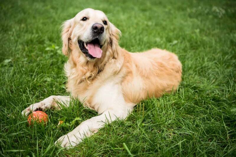 exercise-schedule-for-golden-retrievers