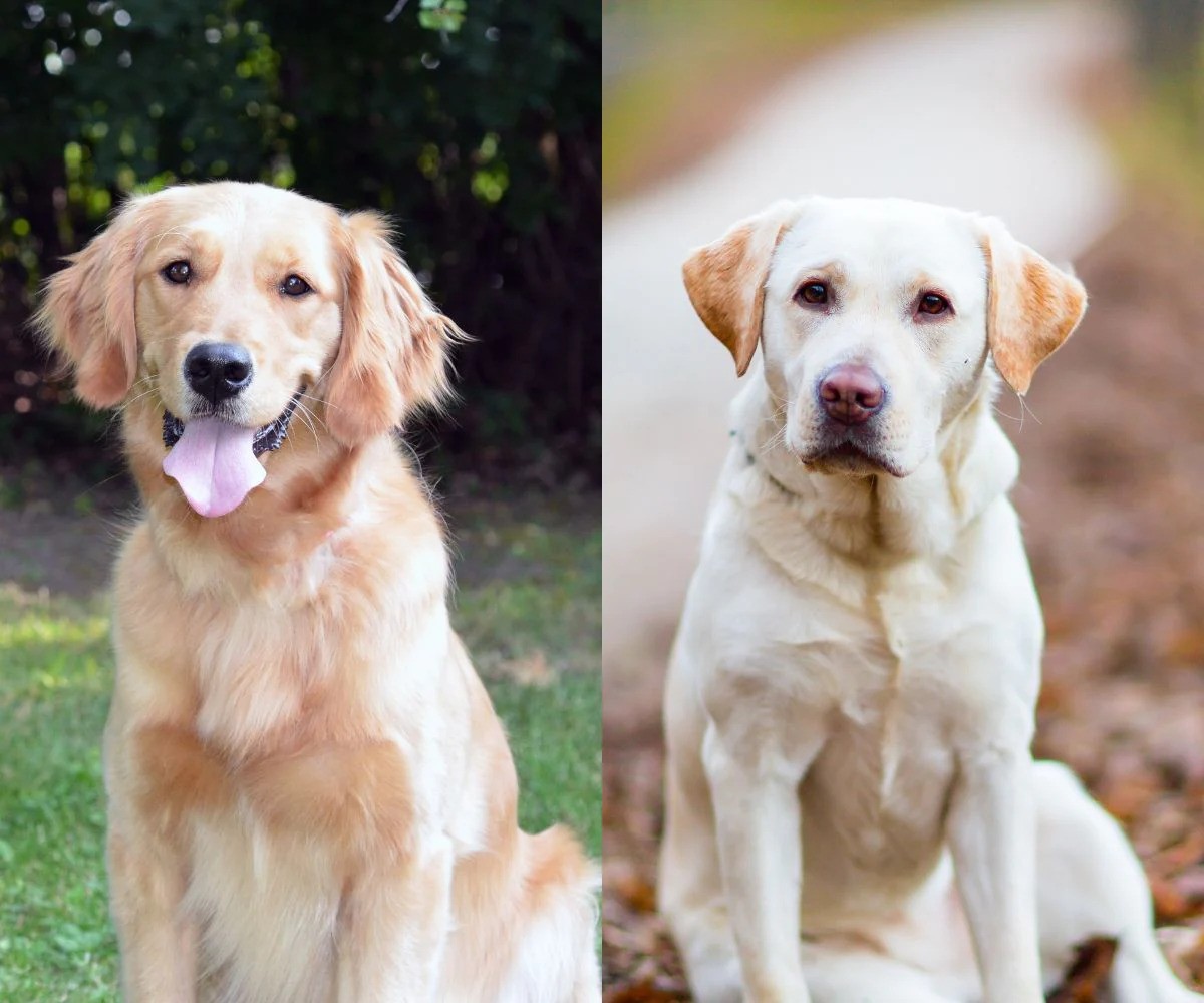 labrador-retriever-vs-golden-retriever