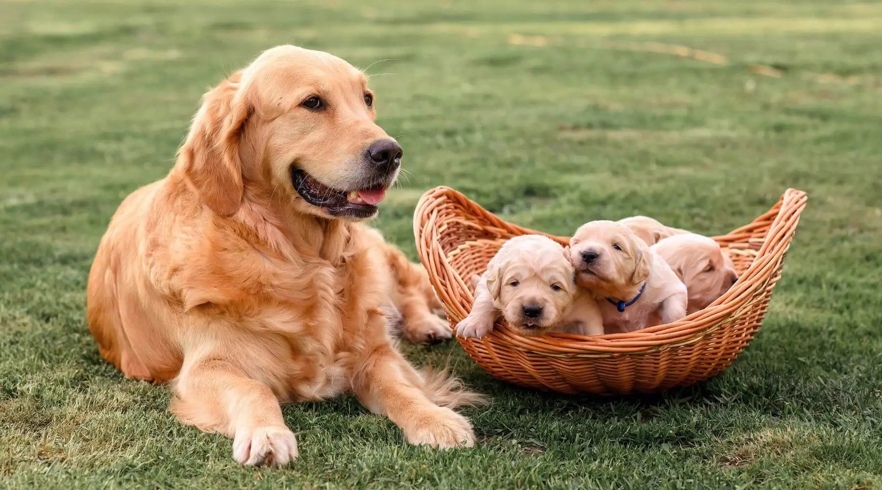 american-golden-retriever