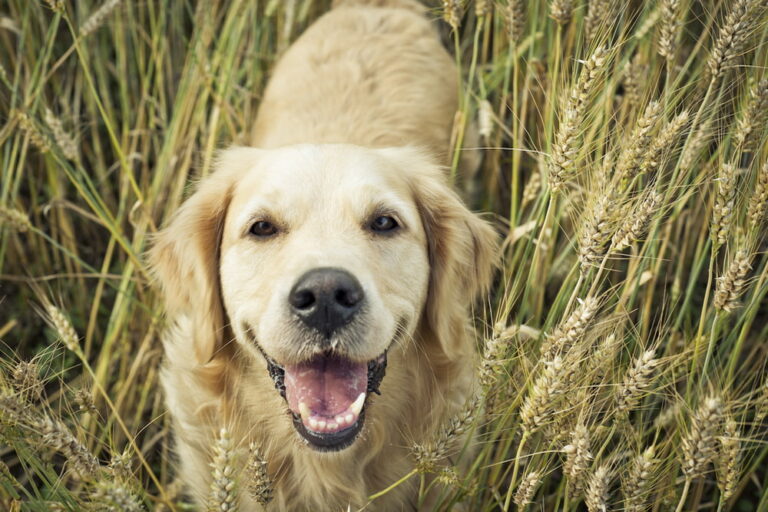 factors-affecting-golden-retriever-growth