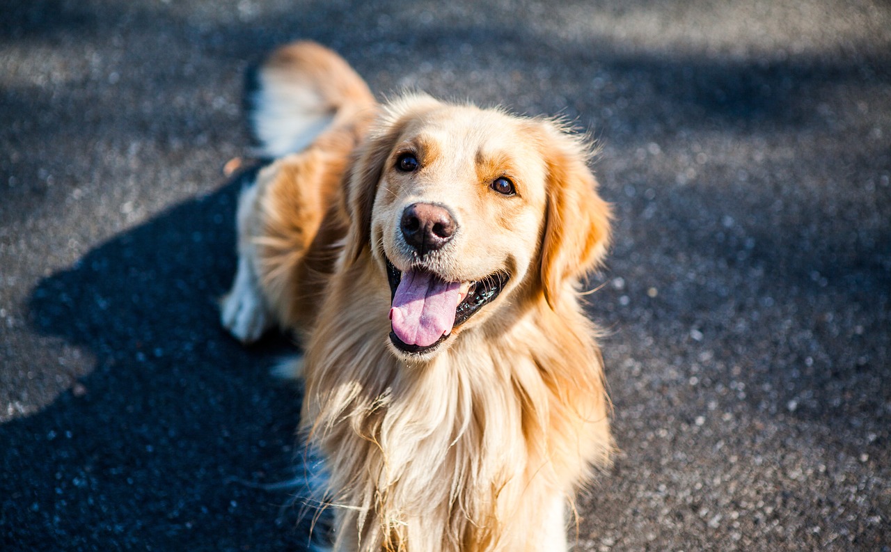 Are Golden Retrievers Good Guard Dogs? The Surprising Answer