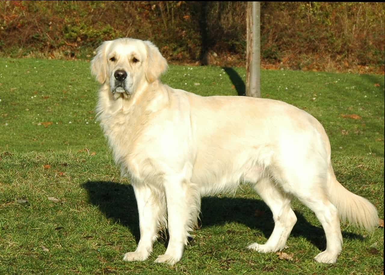 english-golden-retriever