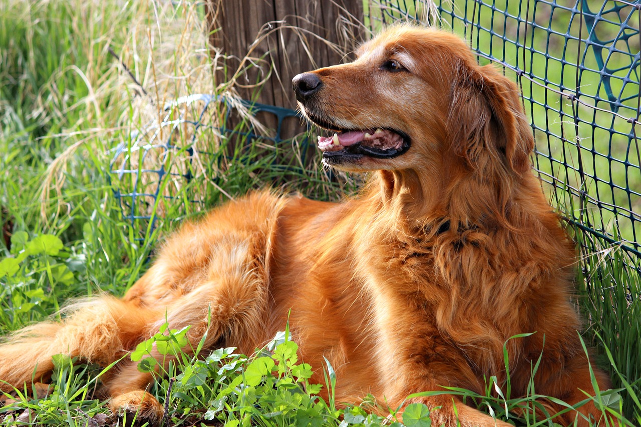 Training Your Golden Retriever for Protection: A Step-by-Step Guide