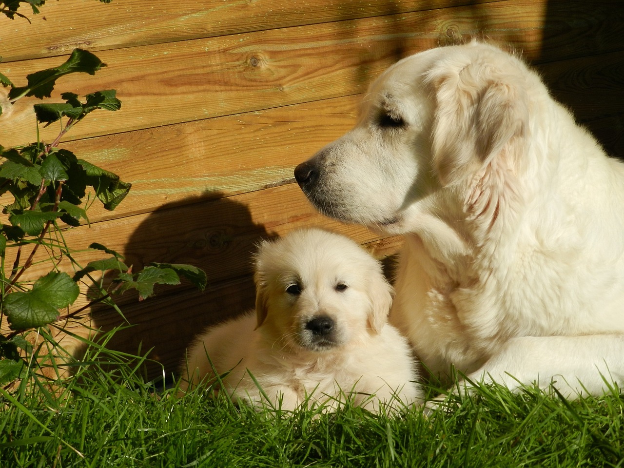 golden-retriever-lifespan-what-affects-their-life-expectancy