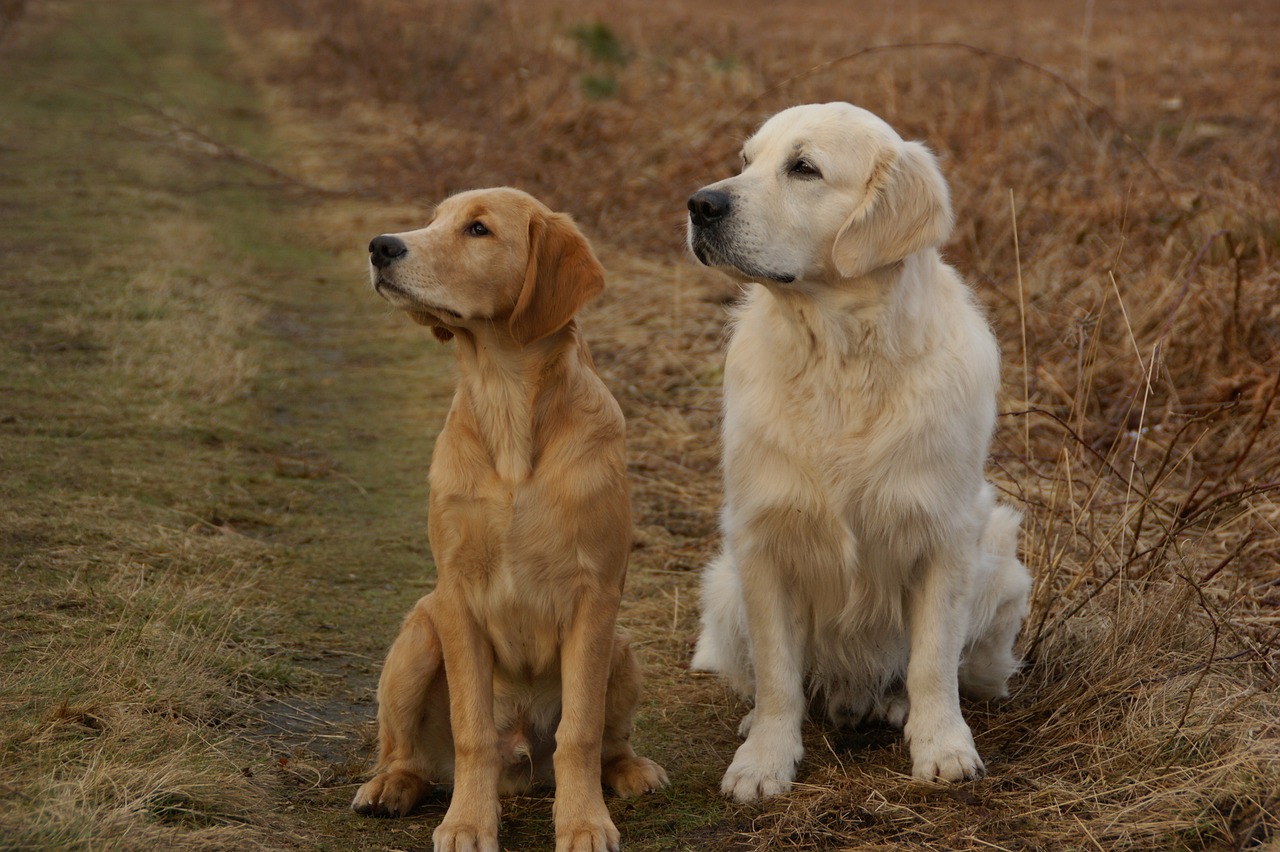 types-of-golden-retrievers