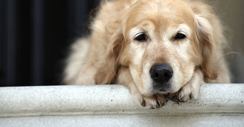 golden-retriever-arthritis