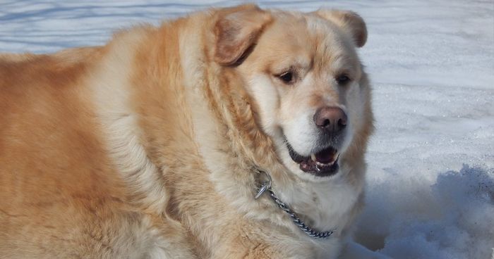 golden-retriever-obesity