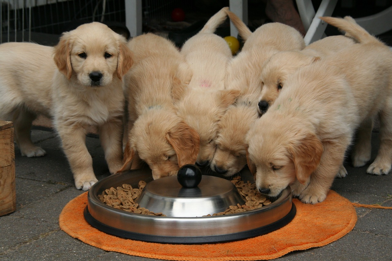 Golden Retriever Homemade Dog Food: Recipes for Happy, Healthy Dogs