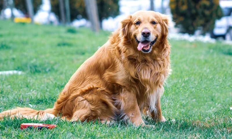 health-issues-affecting-golden-retrievers