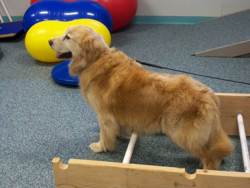 hip-dysplasia-in-golden-retriever