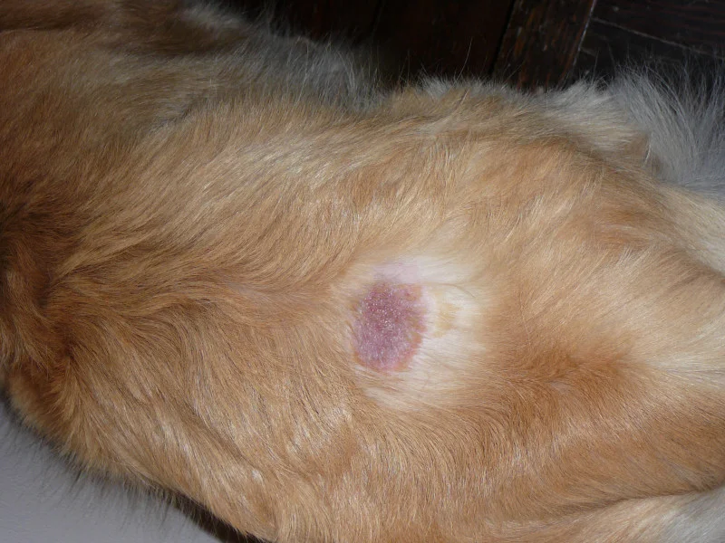 hot-spots-in-golden-retriever-skin