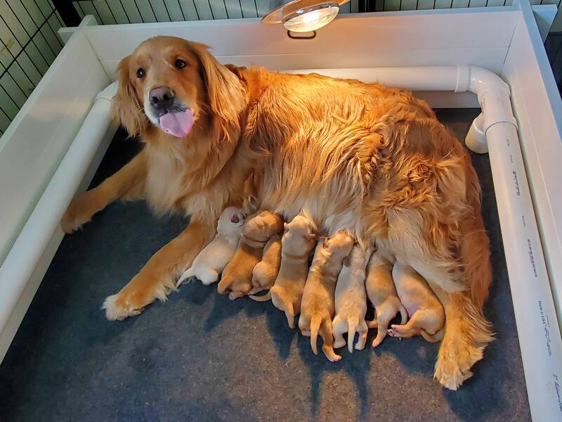 how-long-are-golden-retrievers-pregnant