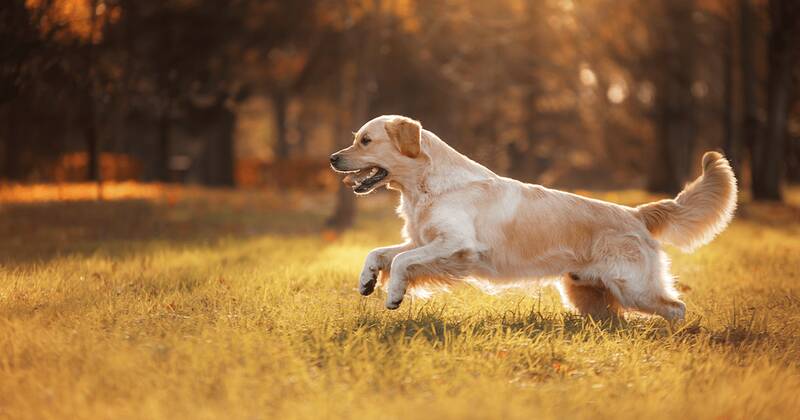 how-much-exercise-does-a-golden-retriever-need