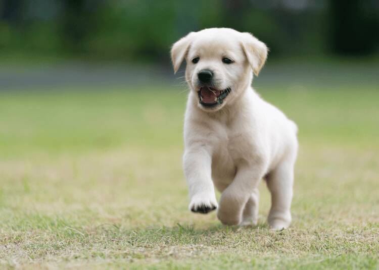 how-much-food-for-golden-retriever-puppy-feeding-guidelines-by-stage