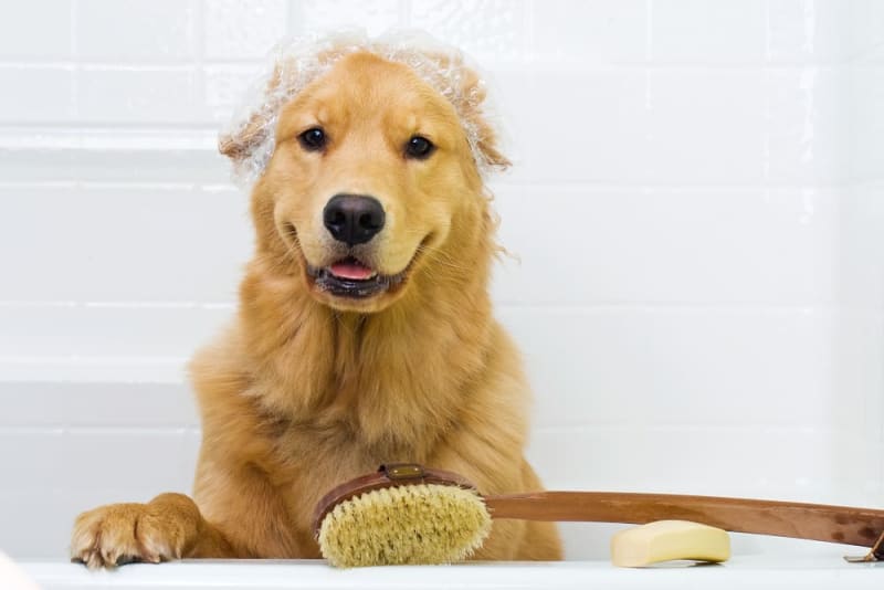 how-often-to-bathe-golden-retriever