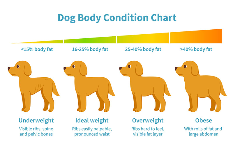 how-to-know-if-my-golden-retriever-puppy-is-fat- 