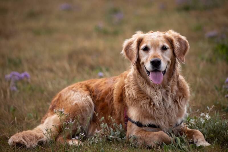 how-to-minimize-allergies-when-owning-a-golden-retriever