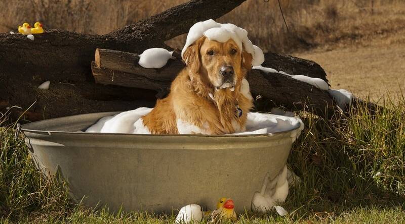 how-we-choose-the-best-shampoo-for-golden-retrievers