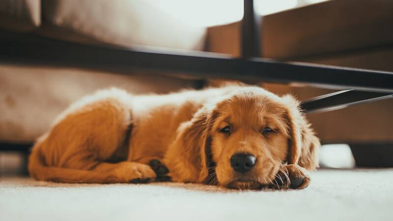 hypothyroidism-in-golden-retriever