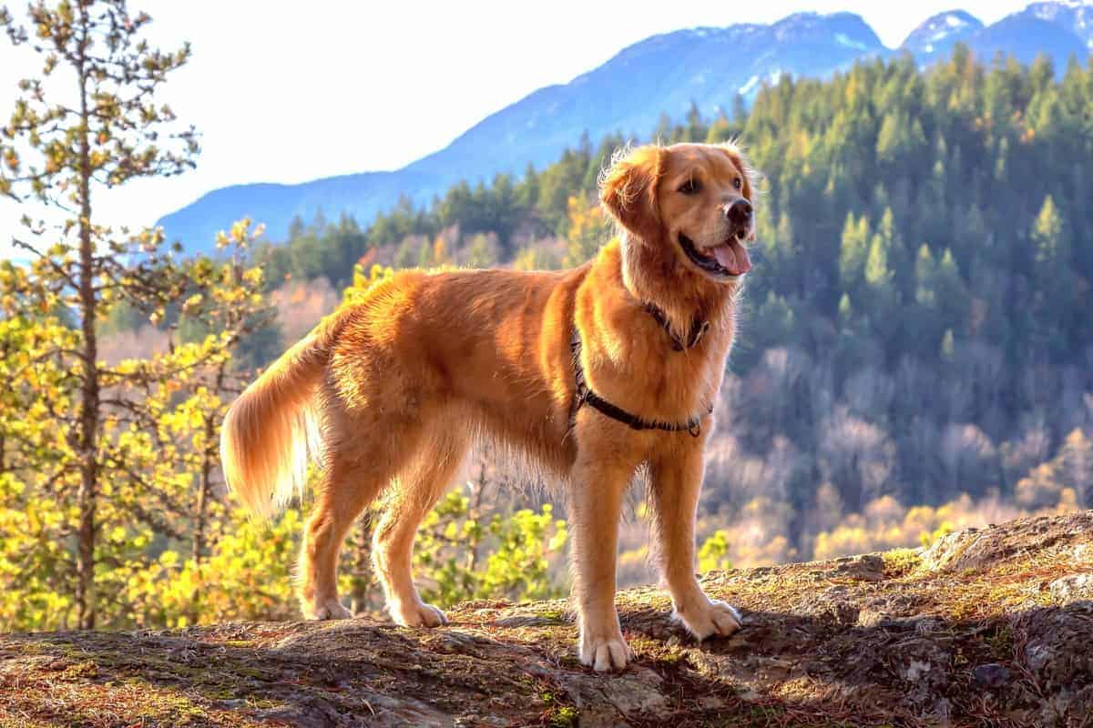 canadian-golden-retriever