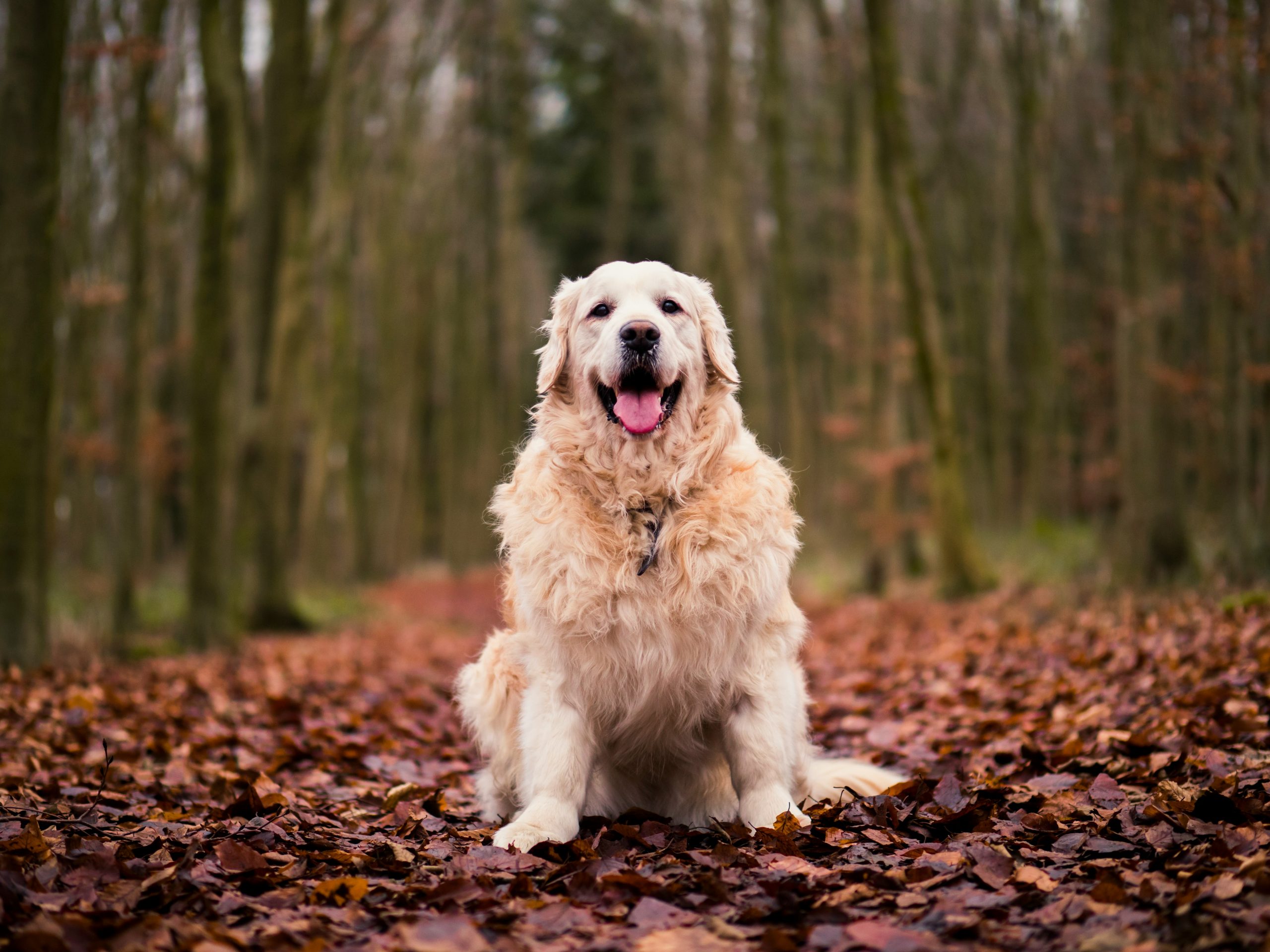 The Benefits of Homemade Dog Food for Golden Retrievers