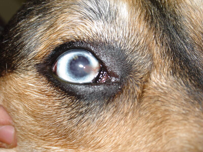 keratitis-in-golden-retrievers