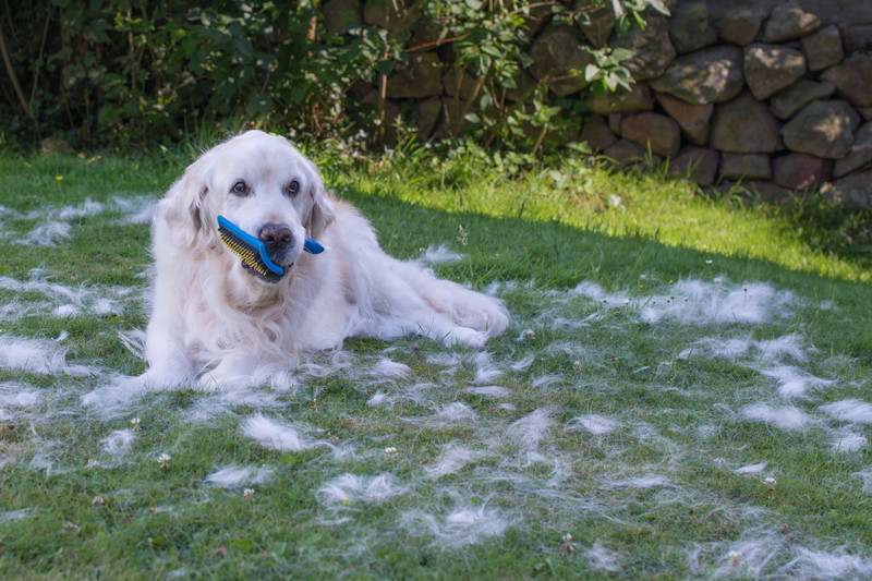 other-causes-of-golden-retriever-shedding