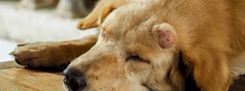 popular-types-of-cancer-in-golden-retrievers