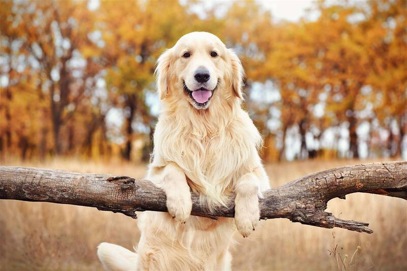 preventing-cancer-in-golden-retrievers